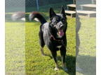 Mix DOG FOR ADOPTION RGADN-1382593 - 2409-0951 Haku (Off Site Foster) - Husky