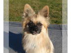 Paperanian DOG FOR ADOPTION RGADN-1382595 - Yurgen - Papillon / Pomeranian /