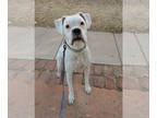 Boxer Mix DOG FOR ADOPTION RGADN-1382607 - Caspur - Boxer / Mixed (short coat)