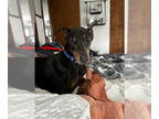 Doberman Pinscher DOG FOR ADOPTION RGADN-1382608 - Archie - Doberman Pinscher