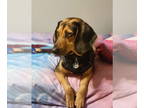 Beagle-Black and Tan Coonhound Mix DOG FOR ADOPTION RGADN-1382615 - Mochi -