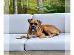 Boxer DOG FOR ADOPTION RGADN-1382617 - Nena - Boxer Dog For Adoption