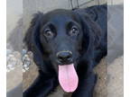 Cockapoo-Golden Retriever Mix DOG FOR ADOPTION RGADN-1382621 - Wanda Maximoff -