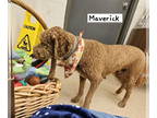 Goldendoodle (Miniature) DOG FOR ADOPTION RGADN-1382635 - Maverick - Golden