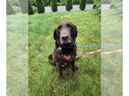 Labrador Retriever DOG FOR ADOPTION RGADN-1382637 - Addy- Sweet Chocolate Lab -