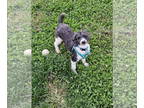 Poodle (Miniature) DOG FOR ADOPTION RGADN-1382640 - Wanda - Poodle (Miniature)