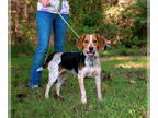 Beagle Mix DOG FOR ADOPTION RGADN-1382658 - Melody - Beagle / Mixed (medium