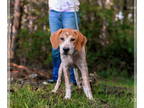 Coonhound-Red Heeler Mix DOG FOR ADOPTION RGADN-1382659 - Chelsea - Coonhound /