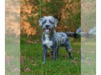 Border Terrier Mix DOG FOR ADOPTION RGADN-1382661 - Presley - Border Terrier /