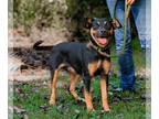 Beagle Mix DOG FOR ADOPTION RGADN-1382664 - Delilah - Beagle / Terrier / Mixed