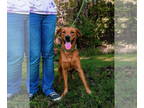 Redbone Coonhound Mix DOG FOR ADOPTION RGADN-1382666 - Knox - Redbone Coonhound