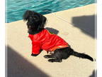 Cairn Terrier Mix DOG FOR ADOPTION RGADN-1382672 - Brody - Scottish Terrier