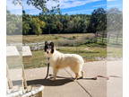 Collie DOG FOR ADOPTION RGADN-1382673 - Skye (Collie puppy) - Collie (medium