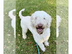 Golden Retriever Mix DOG FOR ADOPTION RGADN-1382674 - Honey Bunch NJ - Poodle