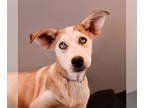 Australian Shepherd-Huskies Mix DOG FOR ADOPTION RGADN-1382683 - Sassy Seas -