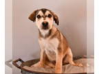 Huskies -Labrador Retriever Mix DOG FOR ADOPTION RGADN-1382685 - Super Soles -