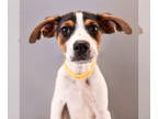 Basset Hound-Labrador Retriever Mix DOG FOR ADOPTION RGADN-1382690 - Makeup