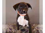 Australian Shepherd-Beagle Mix DOG FOR ADOPTION RGADN-1382697 - Dog Toys - Kong