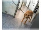 Poodle (Standard) DOG FOR ADOPTION RGADN-1382699 - MILLIE - Poodle (Standard)