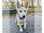 Huskies Mix DOG FOR ADOPTION RGADN-1382710 - Opie Osiyo *LOCAL* MEET ME!