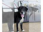 Labrador Retriever DOG FOR ADOPTION RGADN-1382716 - Gus - Labrador Retriever Dog