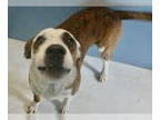 Boxer DOG FOR ADOPTION RGADN-1382717 - Daniel Boone 59407 - Boxer / Husky (short
