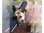 German Shepherd Dog DOG FOR ADOPTION RGADN-1382719 - Edward - German Shepherd