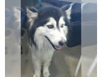 Alaskan Malamute DOG FOR ADOPTION RGADN-1382721 - Edgar Allen Poe 59324 -