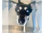 Mix DOG FOR ADOPTION RGADN-1382739 - Appa Prometheus 58977 - Husky / Shepherd