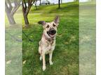 German Shepherd Dog Mix DOG FOR ADOPTION RGADN-1382741 - Violet *PENDING* -