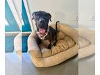 Boxer-Mastiff Mix DOG FOR ADOPTION RGADN-1382742 - Atlas - Boxer / Mastiff /