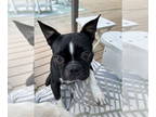 Boston Terrier DOG FOR ADOPTION RGADN-1382744 - Minerva - Boston Terrier Dog For