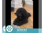 Cockapoo DOG FOR ADOPTION RGADN-1382751 - Robert 100524 - Cockapoo Dog For