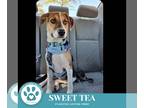 Beagle Mix DOG FOR ADOPTION RGADN-1382756 - Sweet T 100524 - Beagle / Mixed Dog