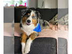 Australian Shepherd DOG FOR ADOPTION RGADN-1382758 - Pirate - Australian