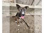 Huskies Mix DOG FOR ADOPTION RGADN-1382760 - BANDIT - Husky / Mixed (medium