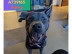 Chow Chow-Labrador Retriever Mix DOG FOR ADOPTION RGADN-1382762 - STOMP -