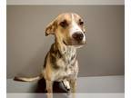 Beagle-Treeing Walker Coonhound Mix DOG FOR ADOPTION RGADN-1382765 - NORBERT -
