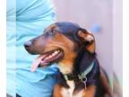 Doberman Pinscher Mix DOG FOR ADOPTION RGADN-1382766 - Cocos - Shepherd /
