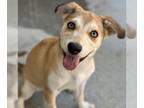 Dachshund-Huskies Mix DOG FOR ADOPTION RGADN-1382768 - Blueberry - Adopted!