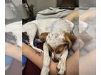 Australian Cattle Dog Mix DOG FOR ADOPTION RGADN-1382771 - HADES CEREBUS -