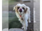Shih Tzu DOG FOR ADOPTION RGADN-1382774 - Snow - Shih Tzu (medium coat) Dog For