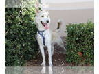 Siberian Husky Mix DOG FOR ADOPTION RGADN-1382778 - Ash - Siberian Husky / Mixed