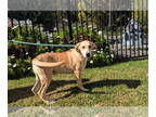 Anatolian Shepherd-Mountain Cur Mix DOG FOR ADOPTION RGADN-1382779 - Jay Lab Mix