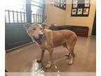 Dutch Shepherd Mix DOG FOR ADOPTION RGADN-1382797 - ROCKY - Dutch Shepherd /