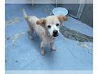 Pomeranian Mix DOG FOR ADOPTION RGADN-1382798 - HANDERSON - Pomeranian / Mixed