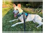 Shepradors DOG FOR ADOPTION RGADN-1382806 - AKIRA - Labrador Retriever / German