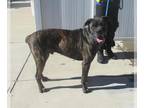 Boxer DOG FOR ADOPTION RGADN-1382810 - HAYSTACK - Boxer (medium coat) Dog For