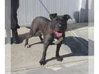 Staffordshire Bull Terrier DOG FOR ADOPTION RGADN-1382813 - SCREAM SZN -