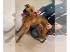 Treeing Walker Coonhound Mix DOG FOR ADOPTION RGADN-1382815 - LEAD GUITAR -